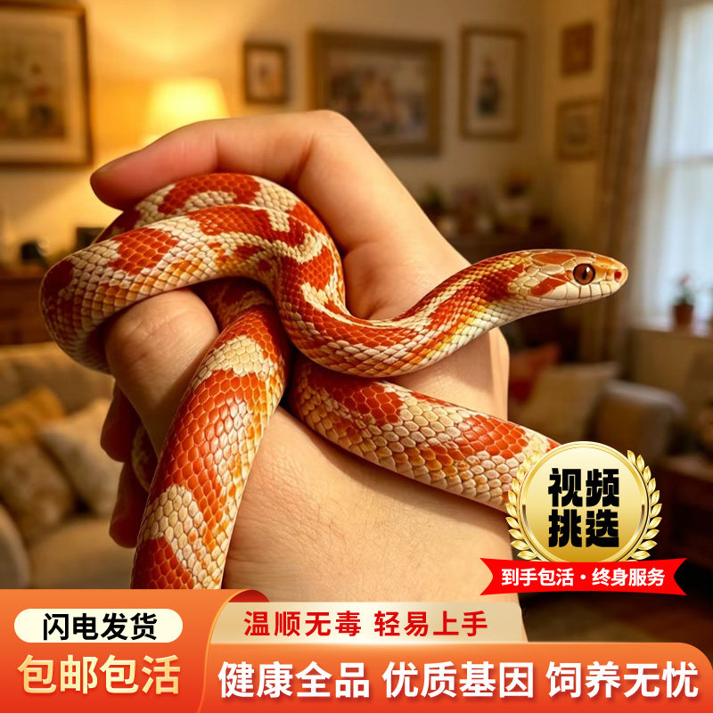 新手宠物蛇蛇苗活体多品种可选