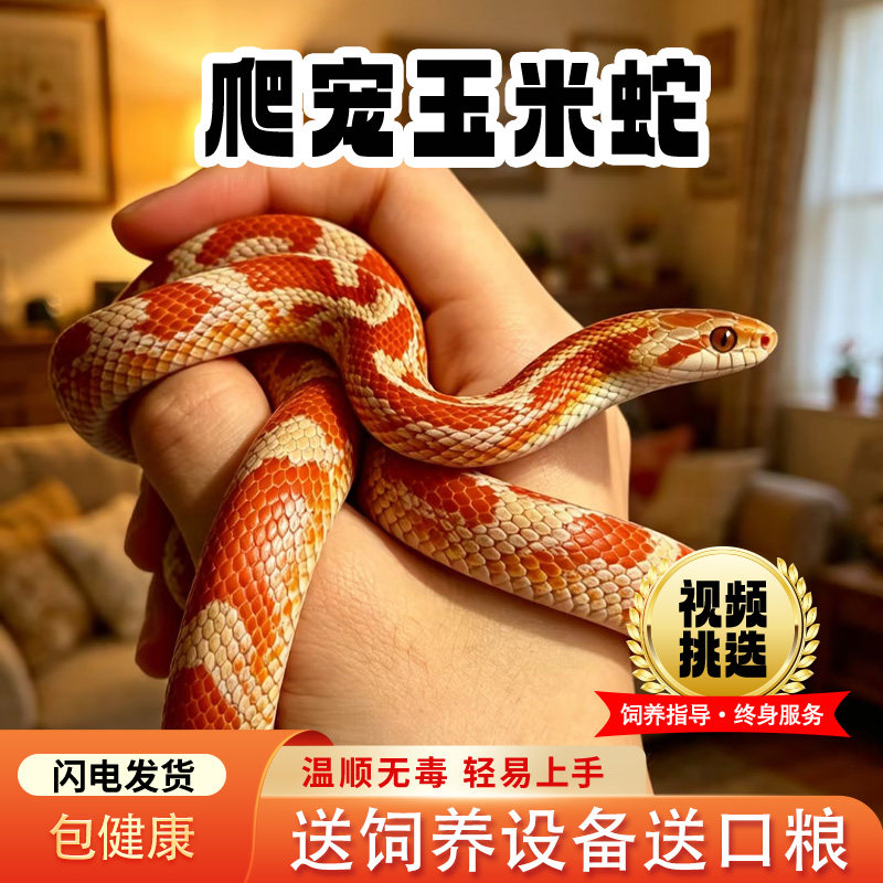 新手宠物蛇蛇苗活体多品种可选