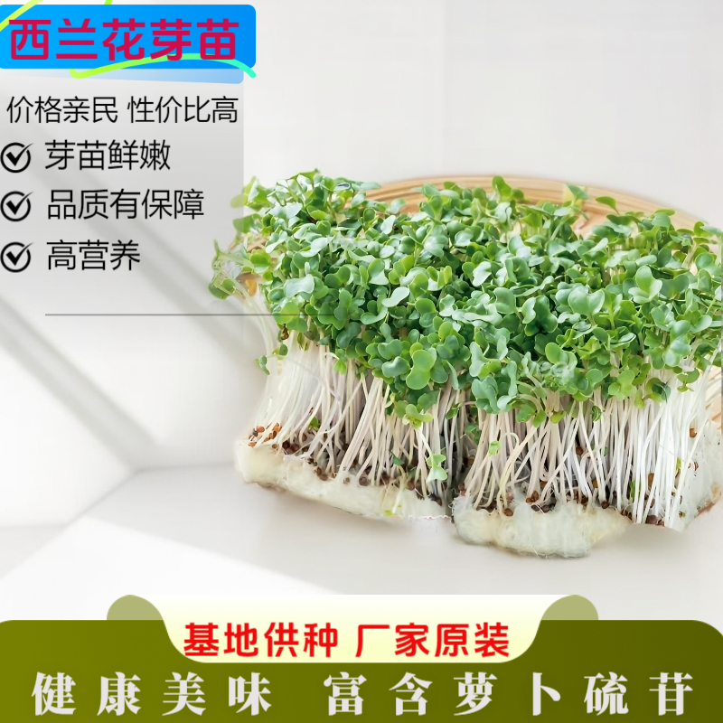 西兰花芽苗菜种子四季水培易种