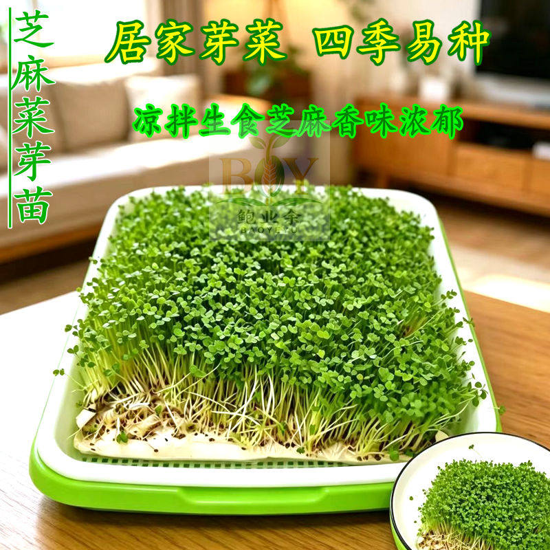 大叶芝麻菜无土水培四季盆栽种子图片