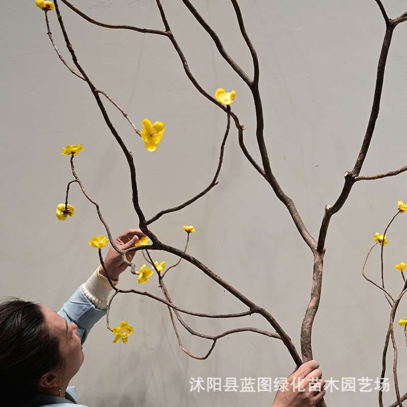 仿真梅花枝干花枝天然插花造景装饰枯树枝梅花枝假树枝造型干树枝