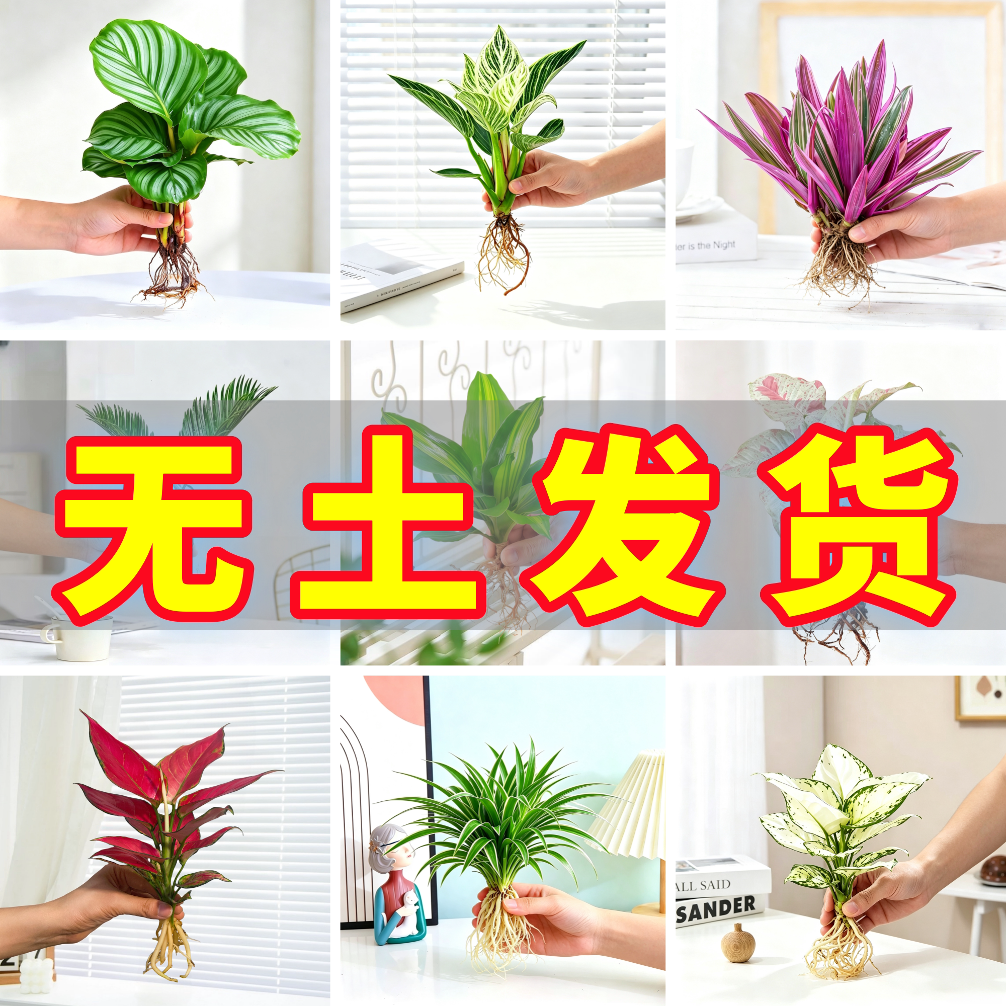 无土水培植物桌面绿植办公室内净化空气易养护盆栽观叶植物好养活
