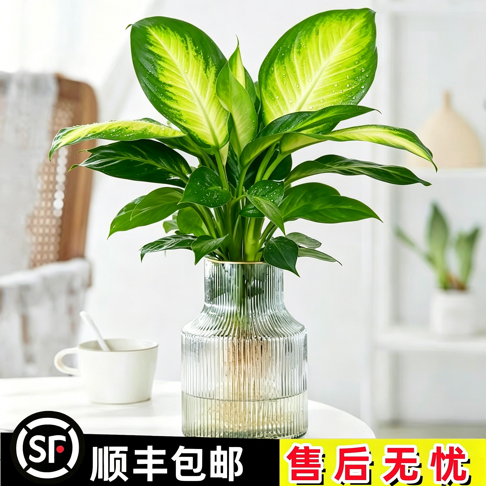 无土水培植物黄金玛丽安万年青室内桌面盆栽好养净化空气观叶绿植