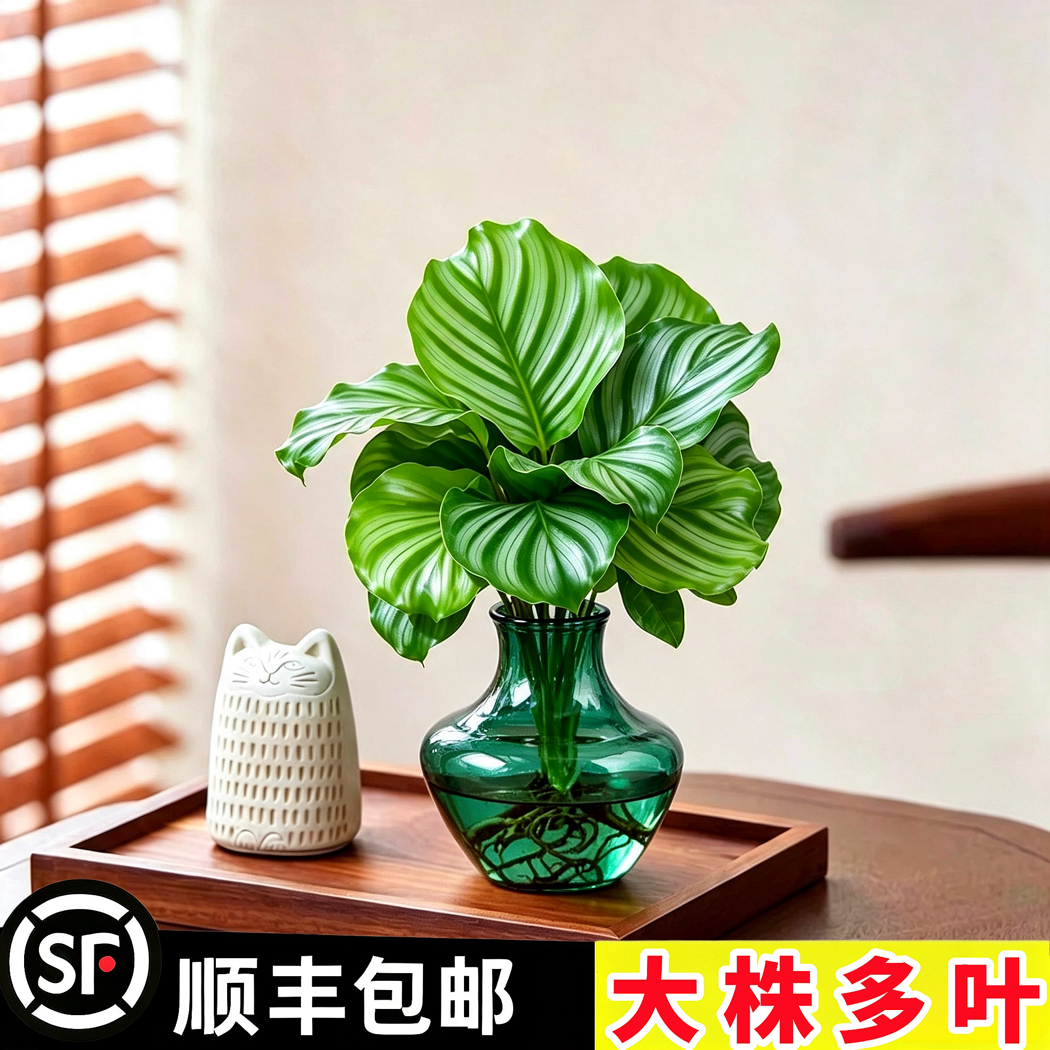 青苹果竹芋无土水培植物办公室内桌面干净好养耐阴观叶绿植盆栽