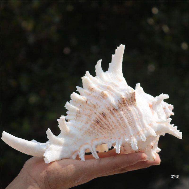 天然大海螺贝壳白千手螺家居摆件鱼缸造景水族箱装饰大贝壳海螺壳