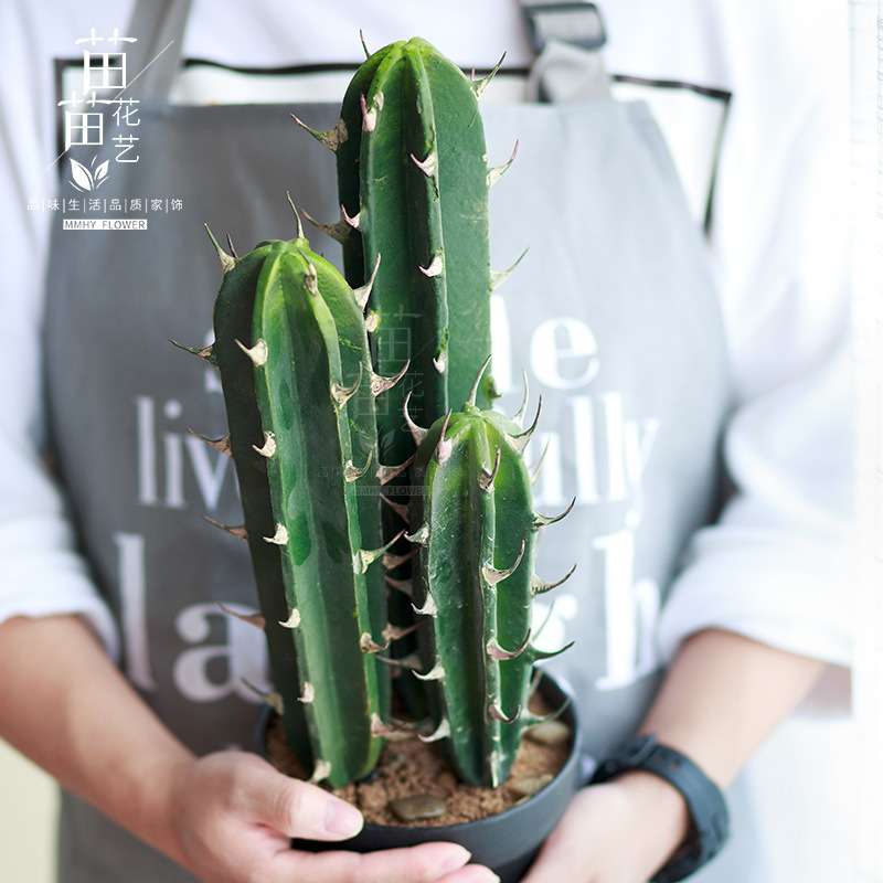 仿真植物盆栽绿植仙人掌盆景仙人柱墨西哥天轮装饰摆件落地道具