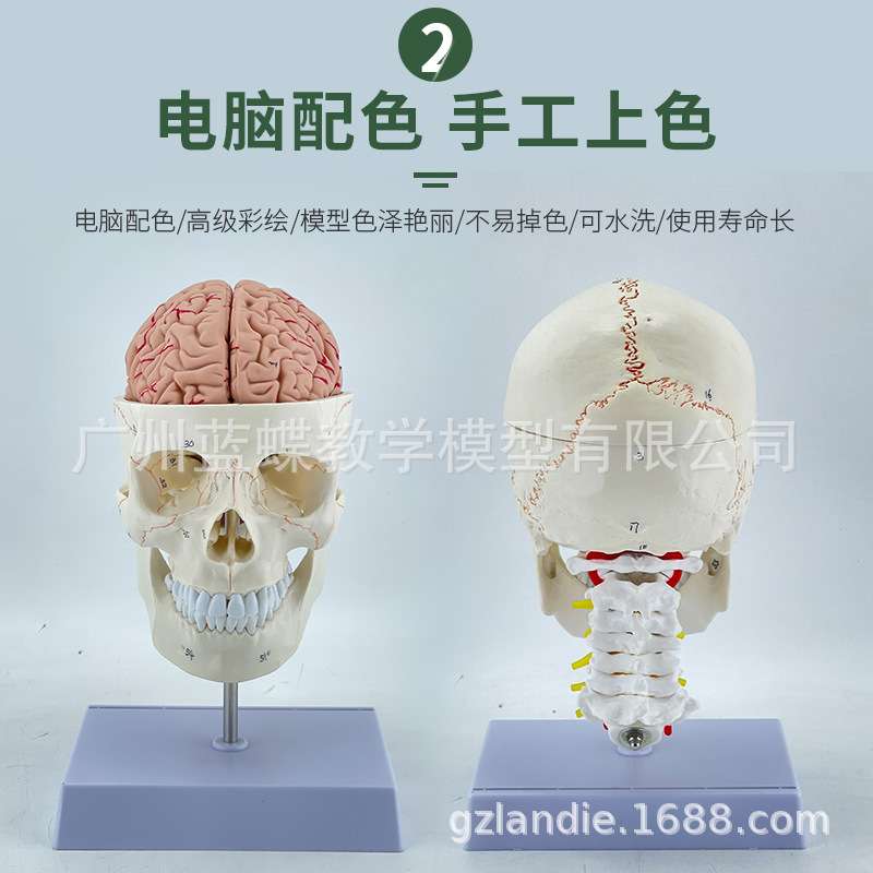 自然大头骨带颈椎附脑模型 成人骨缝线头颅附脑动脉及颈椎模型