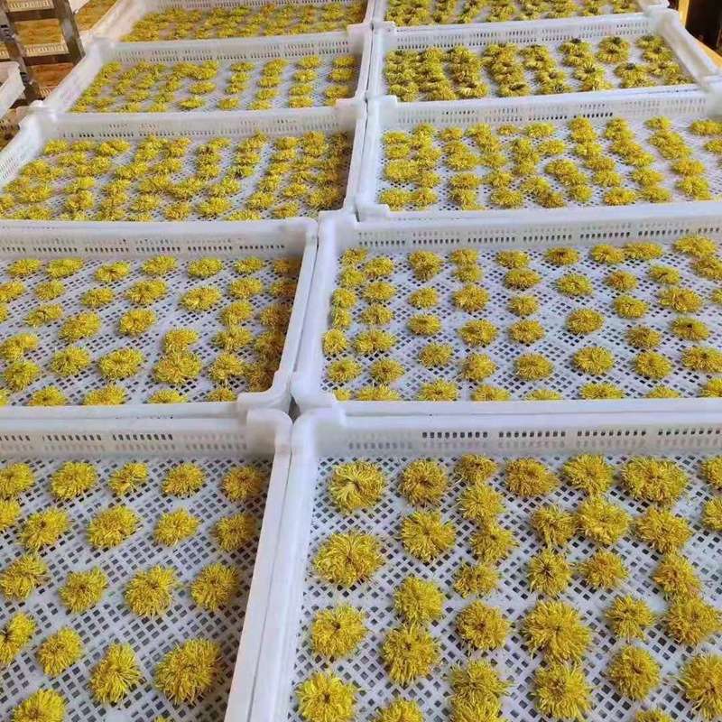 金丝皇菊空气能烘干房 菊花烘干机 胎菊热泵干燥设备热风循环烘箱