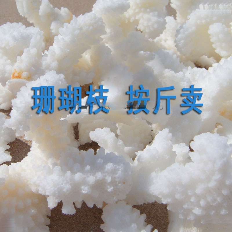 珊瑚石海螺贝壳真珊瑚碎枝鱼缸底部装饰铺底地台装饰