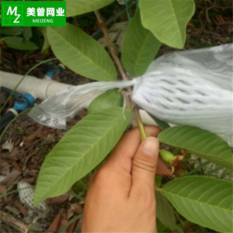 水蜜桃水果网套一体套袋网有耳型防虫防鸟种植泡沫芭乐番石榴防撞