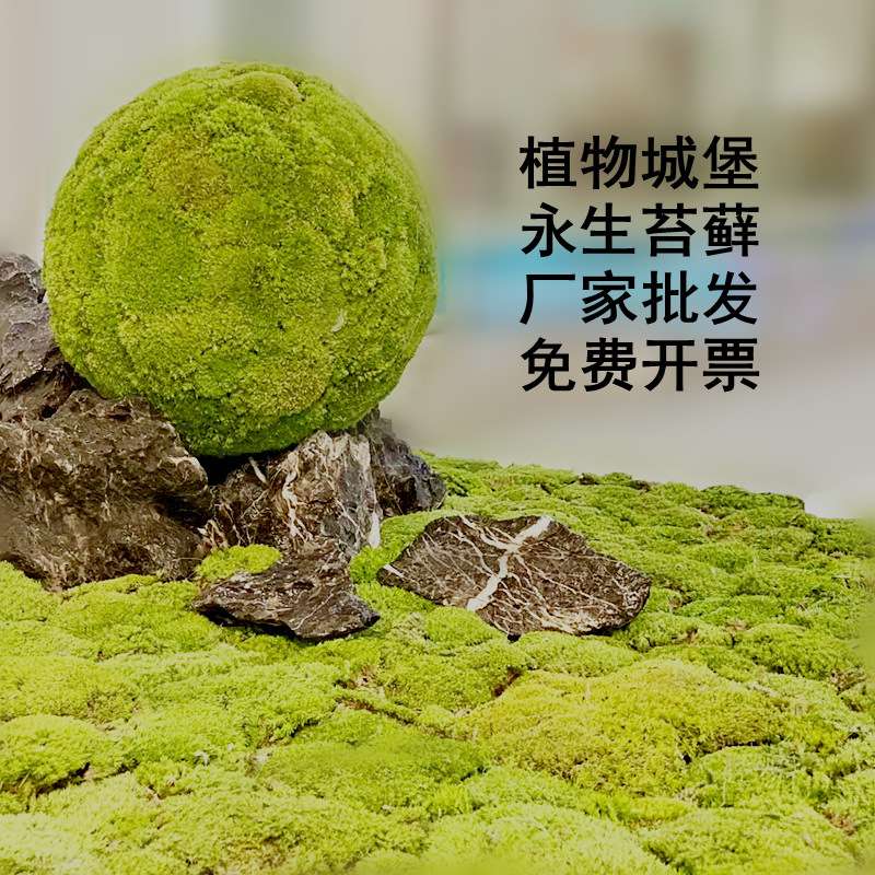 永生苔藓室内青苔枯山水造景植物墙白发藓仿真大灰藓植被藓绿苔藓