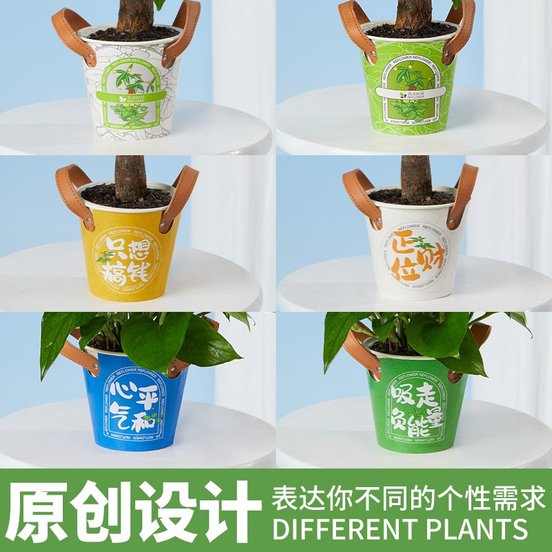 花点时间发财树正财位盆栽绿萝办公室内绿植花卉家用易养桌面盆栽