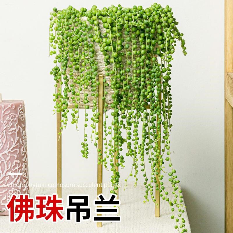 佛珠多肉植物精品彩色紫玄月垂盆草吊兰情人泪含带花盆栽好养造景
