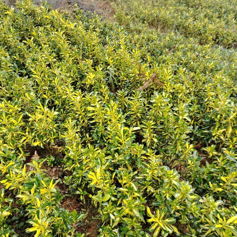 黄杨小苗彩叶植物金心黄杨庭院花园花镜植物彩叶植物地苗裸根发货