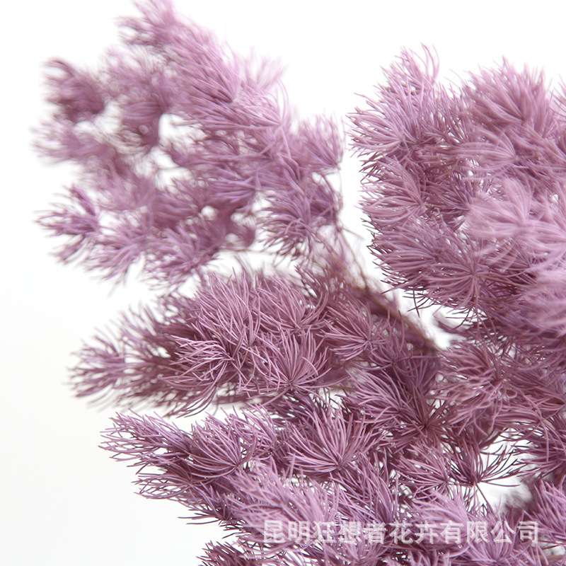 狂想者工厂永生蓬莱松花束自然干花真花家居装饰拍摄道具配饰材料