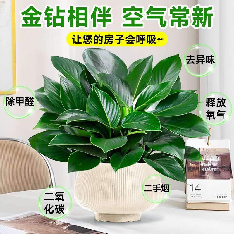 大盆金钻盆栽绿公主水培办公室内绿植蔓绿绒多肉大叶植物去除甲醛