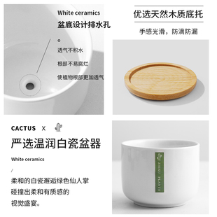 仙人掌盆栽室内仙人球多肉花卉植物办公室桌面绿植防好养辐摆件