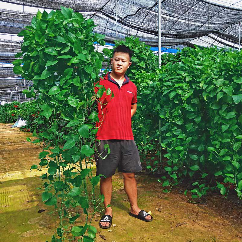 长藤垂吊绿萝盆栽室内吸除甲醛植物花卉办公室绿植好养大绿箩吊兰