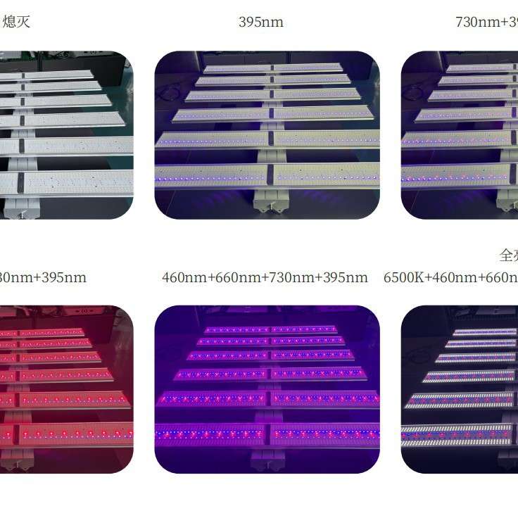 LED全光谱5路6路调光农业蔬菜大棚实验室学校OKC种草植物生长灯