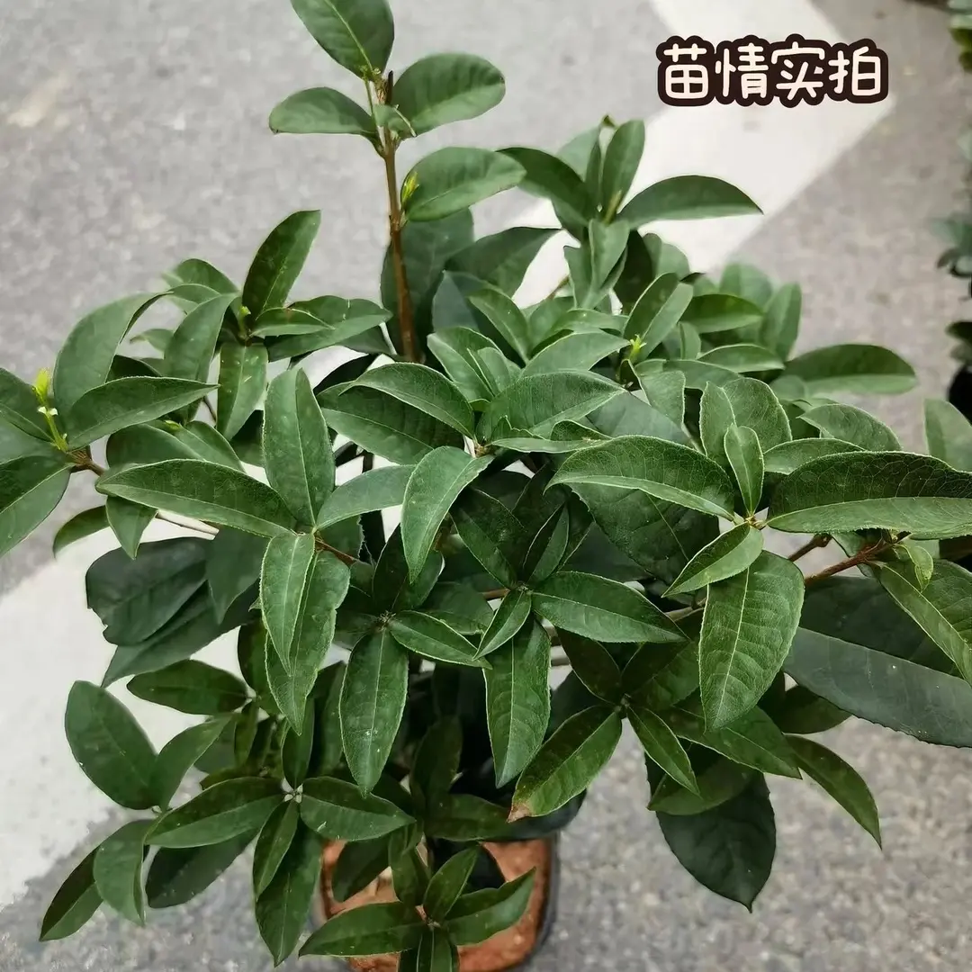【下单立减50】桂花盆栽四季桂树苗浓香型室内庭院好养种植简单WZ