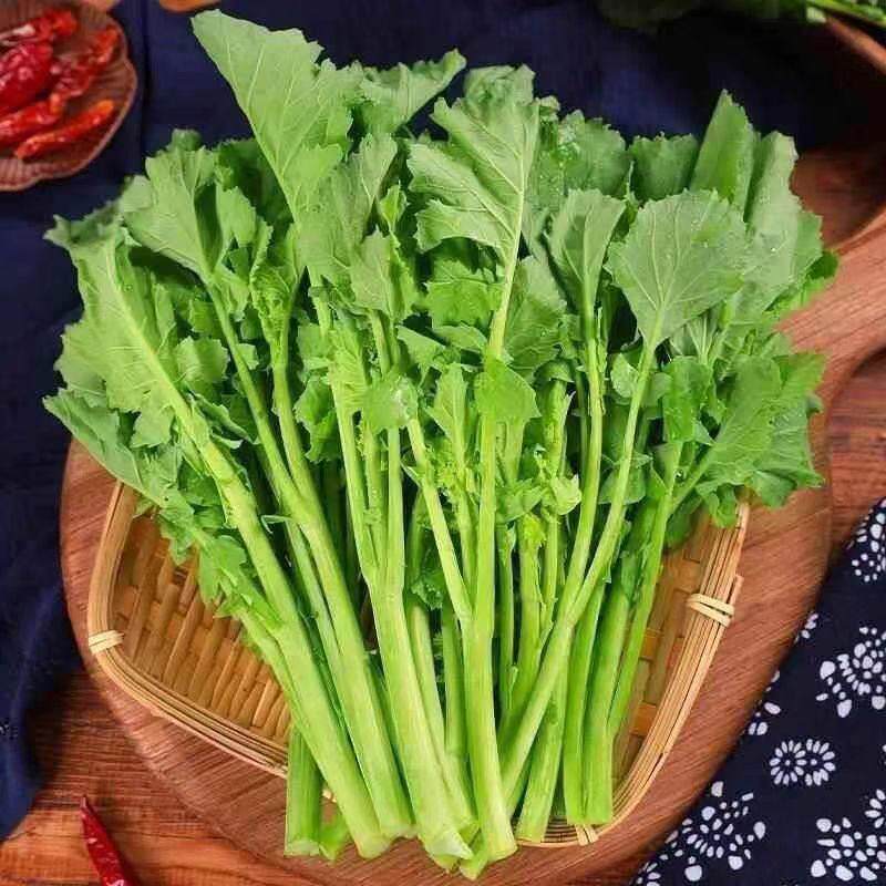 【下单立减50】板蓝根青菜种子油苔菜种籽春夏秋四季种植蔬菜WZ