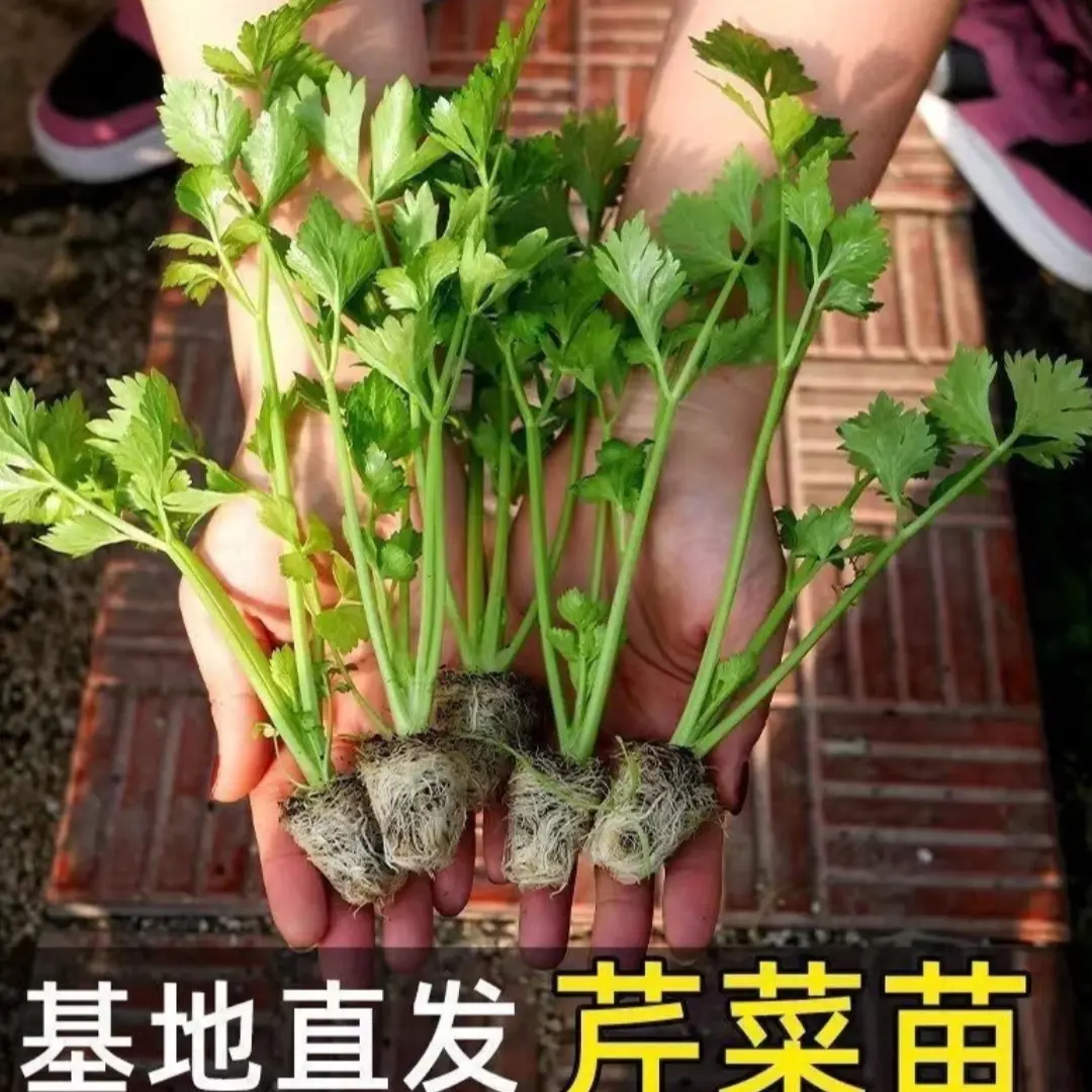 【下单立减50】西芹苗水果芹菜苗四季苗寿光土芹菜苗皇后西芹苗WZ