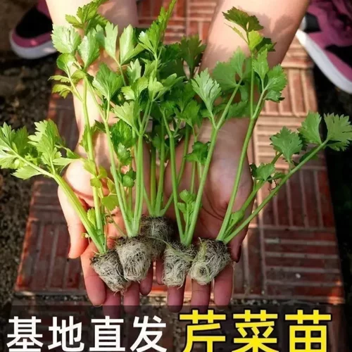 【下单立减50】西芹苗水果芹菜苗四季苗寿光土芹菜苗皇后西芹苗WZ