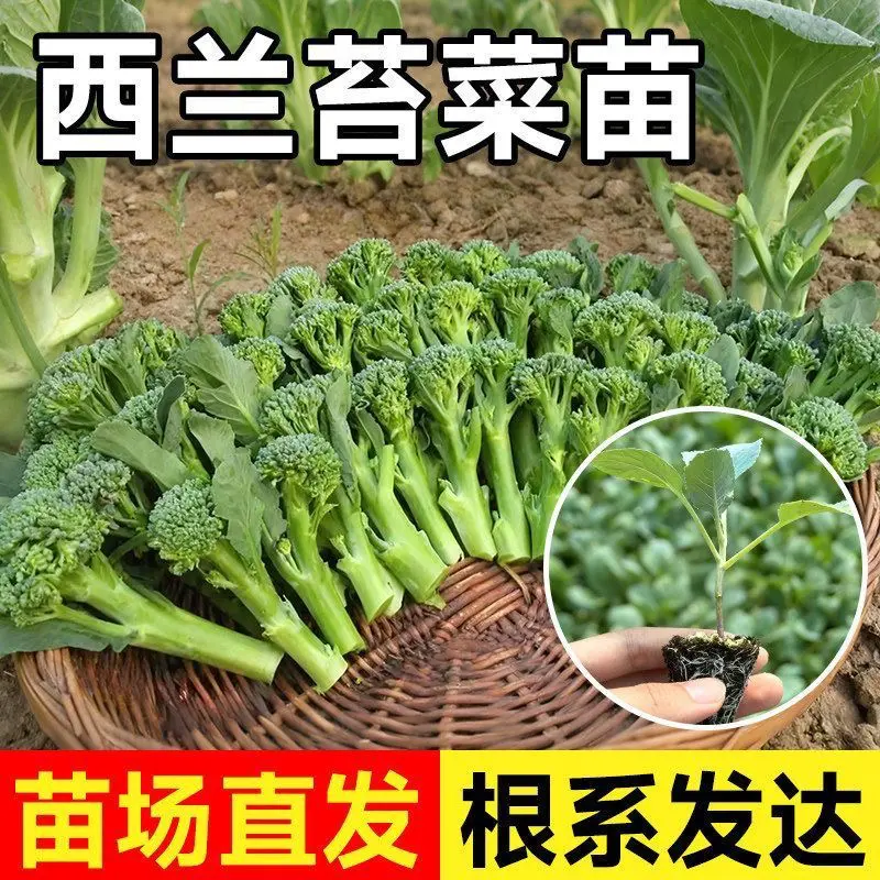 【下单立减50】多茬采收甜杆西兰苔苗易种阳台盆栽农家高产耐热WZ