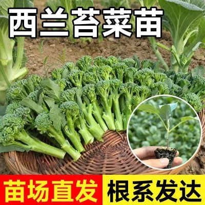 【下单立减50】多茬采收甜杆西兰苔苗易种阳台盆栽农家高产耐热WZ