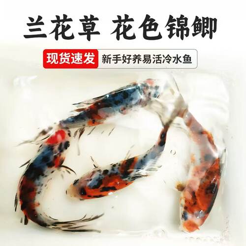 精品兰花草金鱼7-10厘米冷水