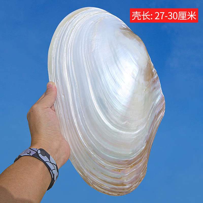 天然大珍珠蚌壳超大贝壳拍摄道具海螺鱼缸造景装饰摆件果盘餐盘