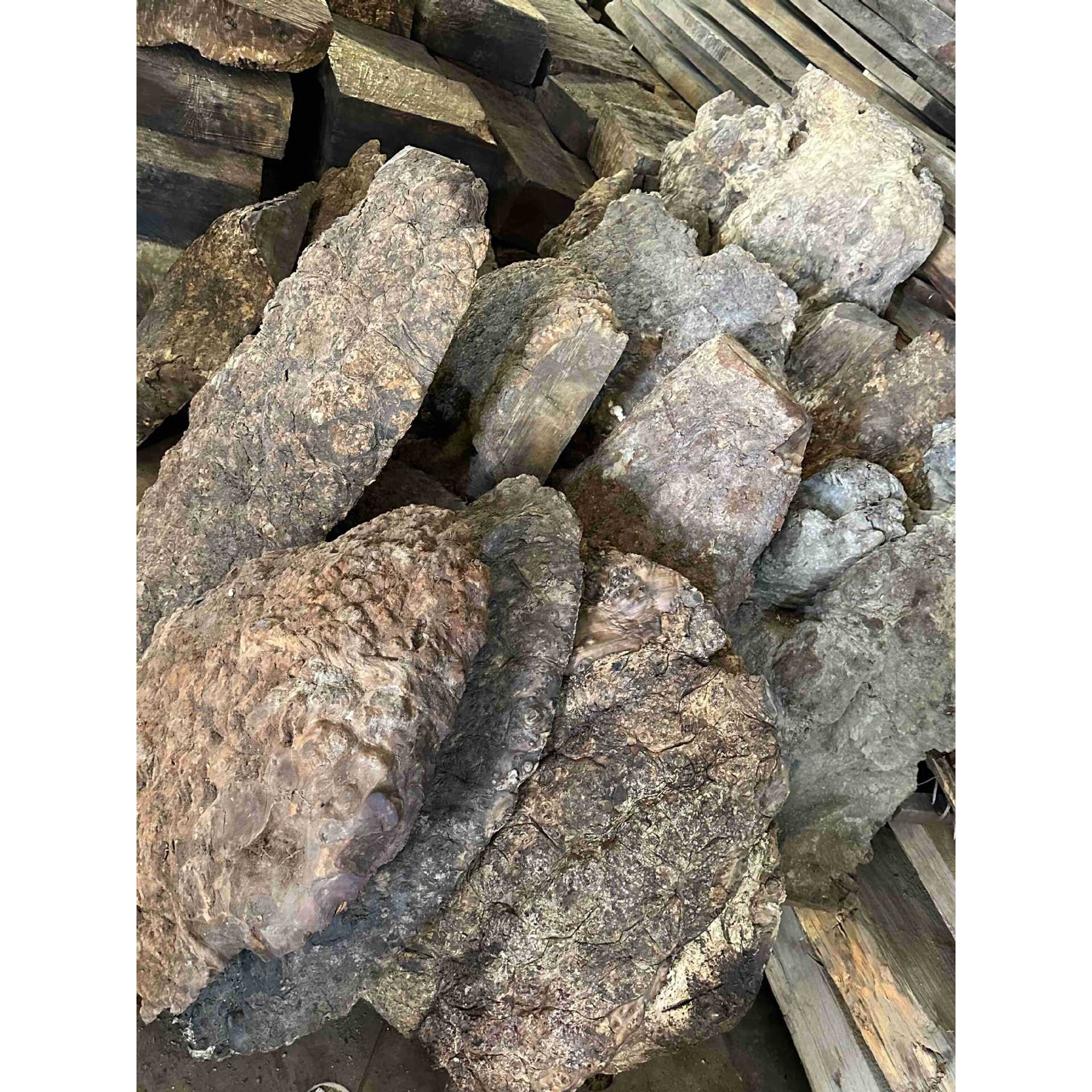 黄金樟木树瘤乌龟料 雕刻料 摆件料 茶盘料 满树瘤原木料一手货源