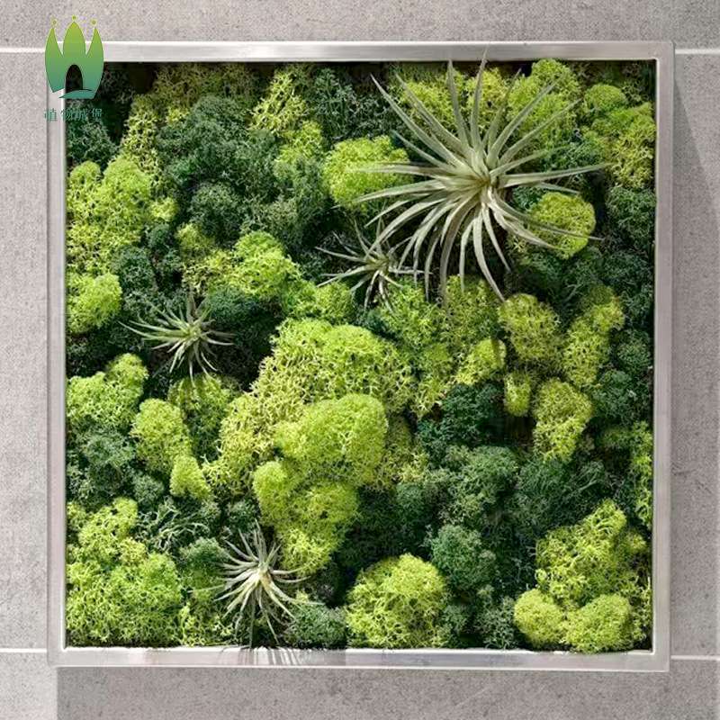 鹿角藓植被藓永生苔藓植物墙造景青苔真花艺材料仿真景观干花装饰
