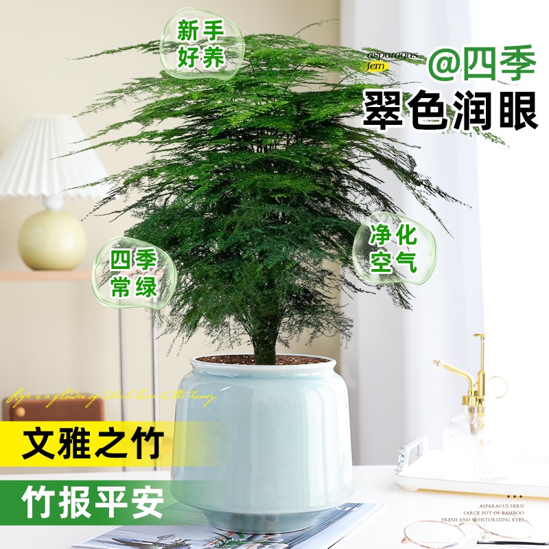 文竹盆栽盆景植物室内桌面绿植客厅花卉四季常青好养大盆净化空气