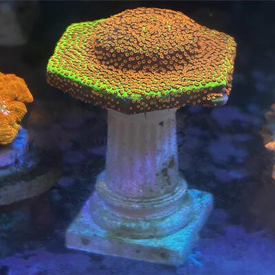 珊瑚基座鱼缸造景罗马柱活石造景亚特兰蒂斯底座淡海水鱼缸造景石