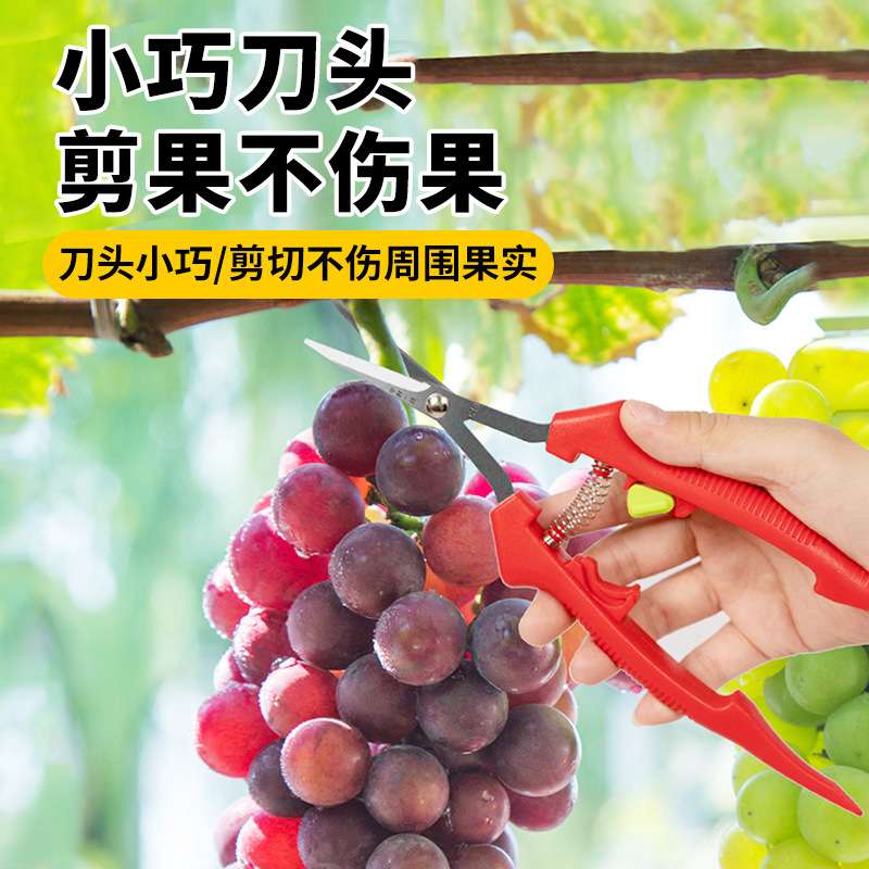 中村一郎葡萄采摘剪子摘花椒剪子冬枣剪水果采摘钳稀果剪修芽剪子
