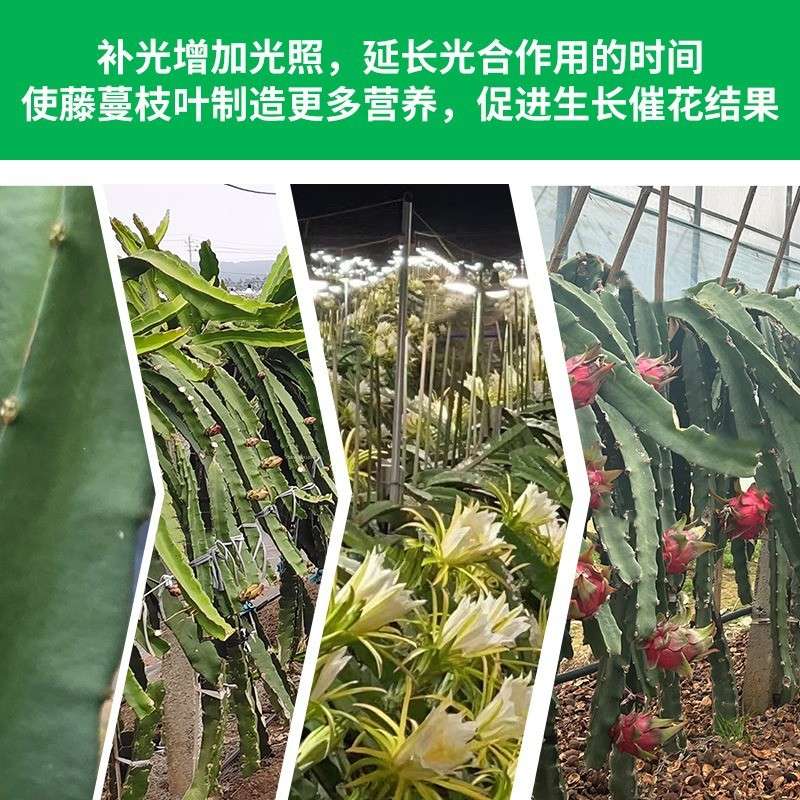 6.5米6灯植物生长补光灯串LED养殖育苗大棚火龙果绿植种植E26灯串