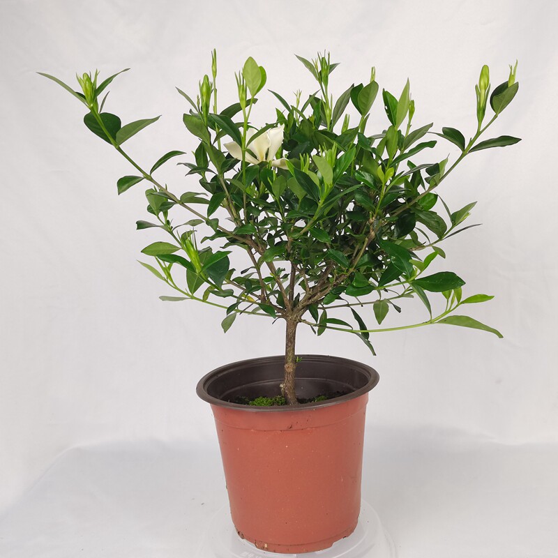 一物一拍香雪栀子花观花小叶枝子阳台室外净化空气庭院绿植盆景苗