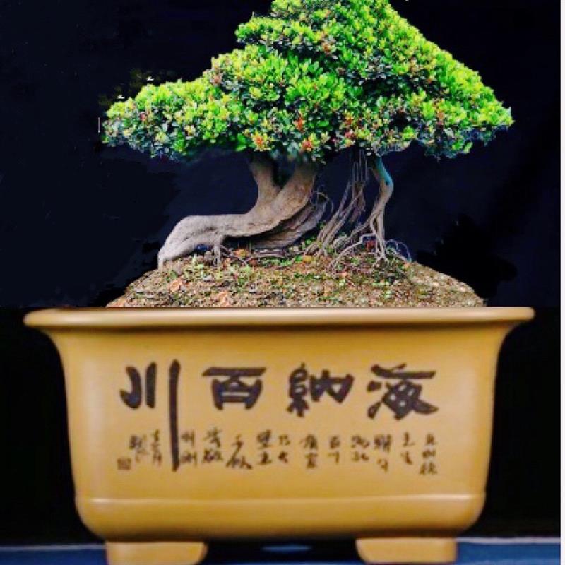 紫砂盆景花盆大口径四方盆栽金弹子榕树松柏梅桩室内客厅高档绿植