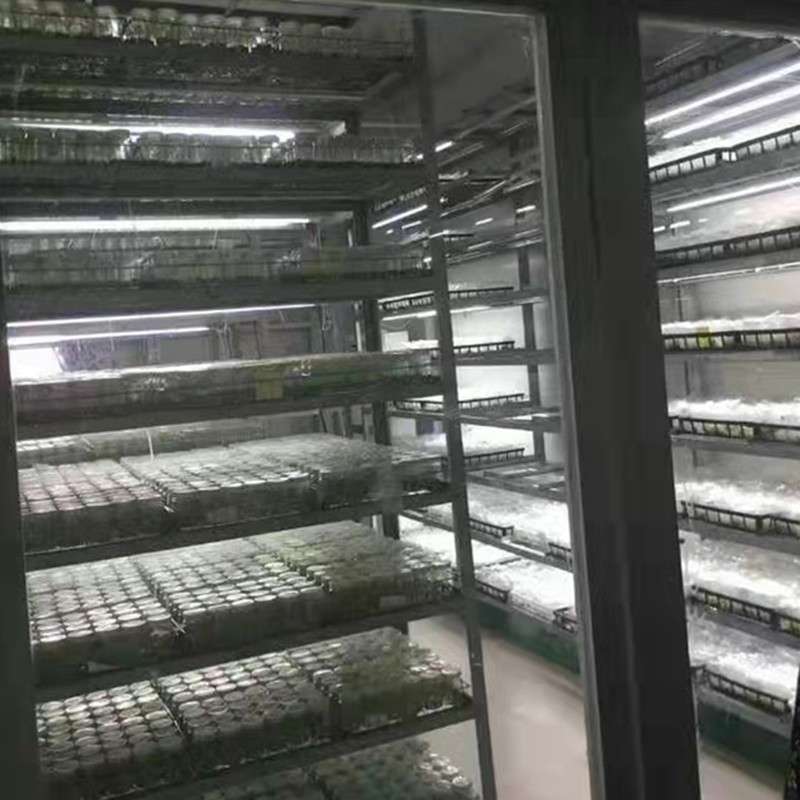 全光谱植物生长灯补光灯LEDT8T5多肉育苗组培灯管代替阳光植物灯