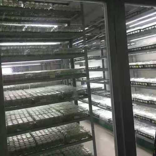 全光谱植物生长灯补光灯LEDT8T5多肉育苗组培灯管代替阳光植物灯