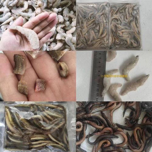 包邮冷冻泥鳅单冻虾仁河虾麦穗鱼食新鲜观赏鱼龙鱼虎鱼魟鱼龟饲料