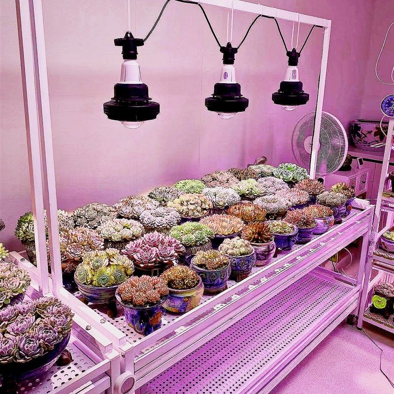 多层阶梯浇水不锈钢花架落地阳台风扇补光灯养多肉块根龟甲龙植物