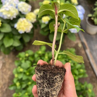 大花绣球 无尽夏第五代袭夏 穴盘苗小苗花苗盆栽植物覆盆子红色