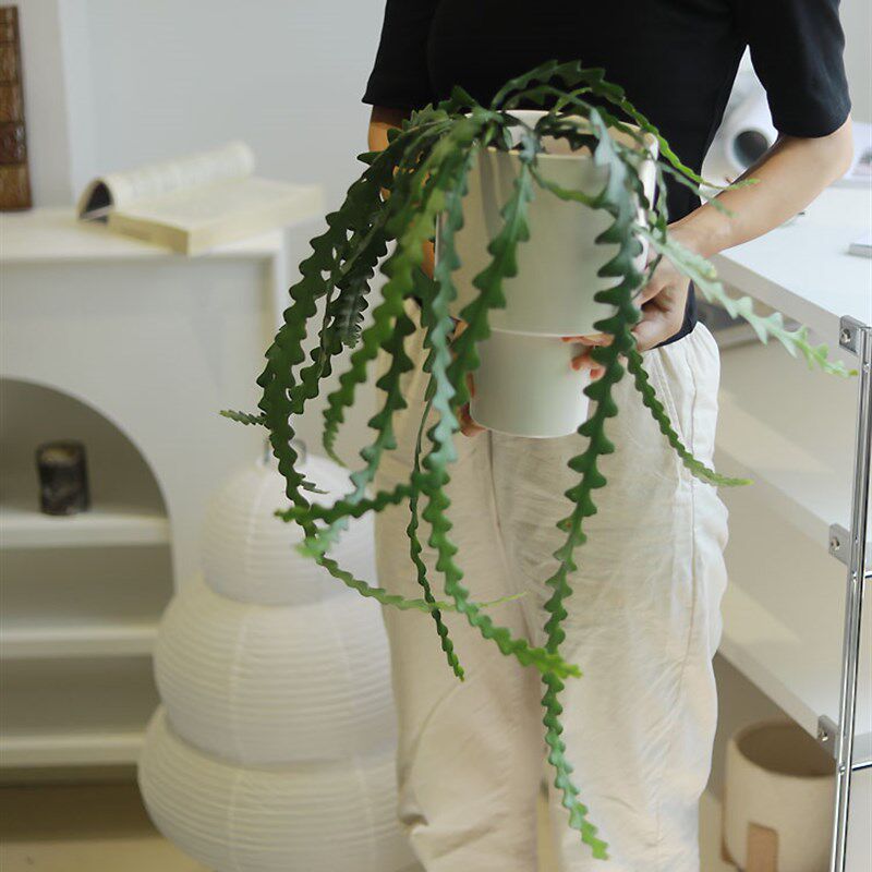鱼骨令箭荷花小众个性办公桌面盆栽藤蔓小盆景观叶四季常绿花卉