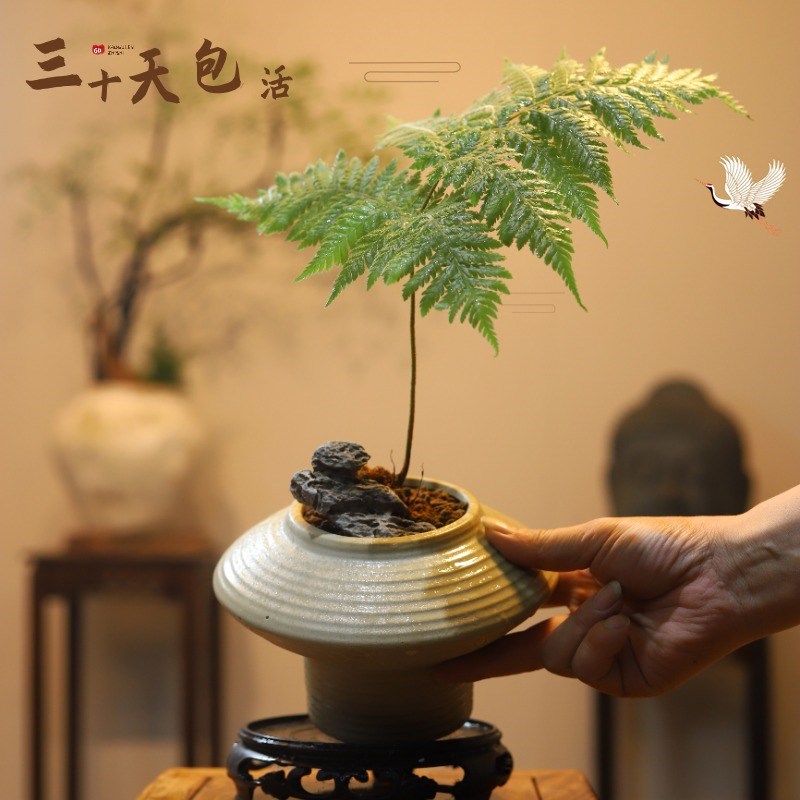 红鳞蕨盆景绿植摆件禅意室内装饰品玄关柜办公室景观蕨类造景茶室
