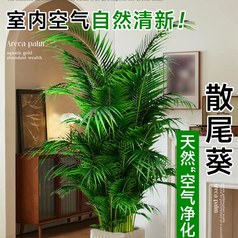 大型散尾葵植物盆栽客厅绿植物室内禄植物门前办公室除甲醛凤尾竹