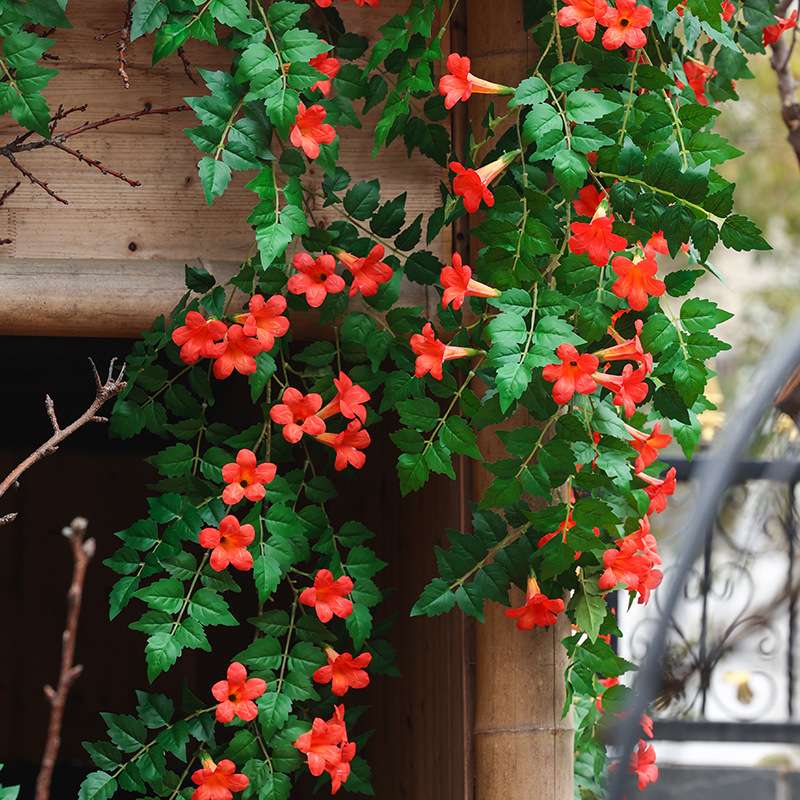 仿真凌霄花假花绿植藤蔓树叶子廊架装饰爬藤门头墙面美化吊顶绢花