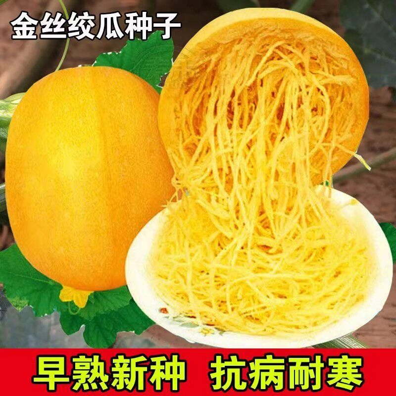 金丝绞瓜种子搅瓜种籽正宗四季蔬菜田园庭院种植天然食用粉丝薄皮