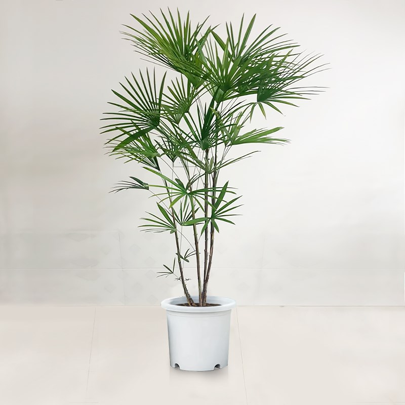 细叶棕竹水培植物 耐阴适合新手室内净化空气观叶植物 客厅装饰盆